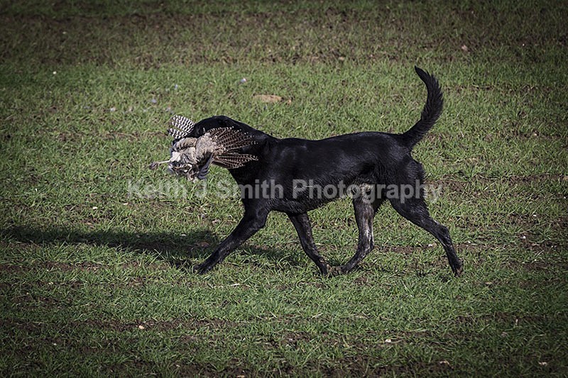 6KJS4071 - Working Dogs