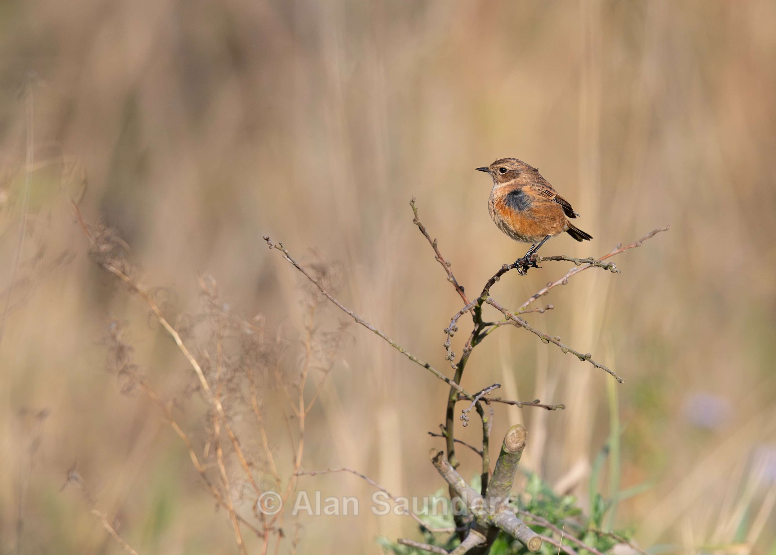 Stonechat 9