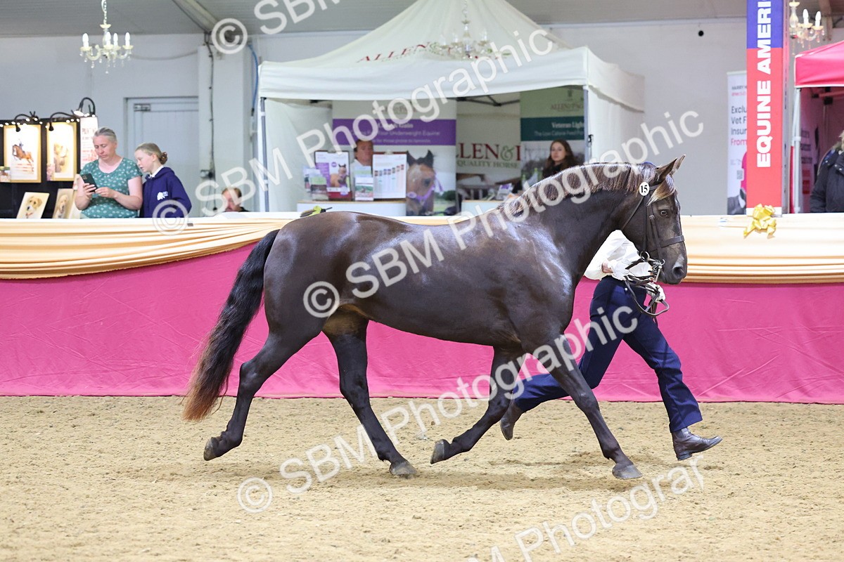 SBM_22803 - Class 903 - Supreme Final - IH Pre Vet