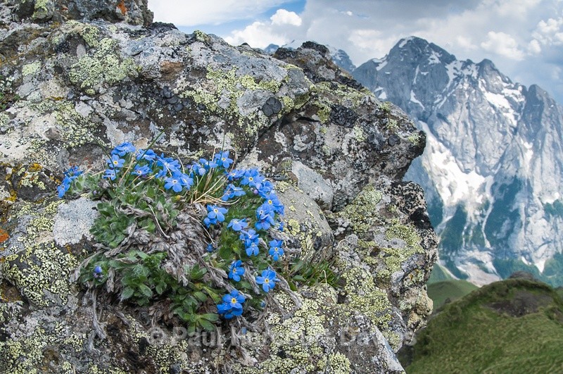  - Plants: wide-angle