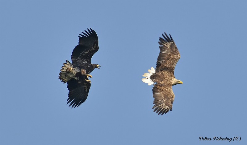 Sea Eagle - Birds Of Prey