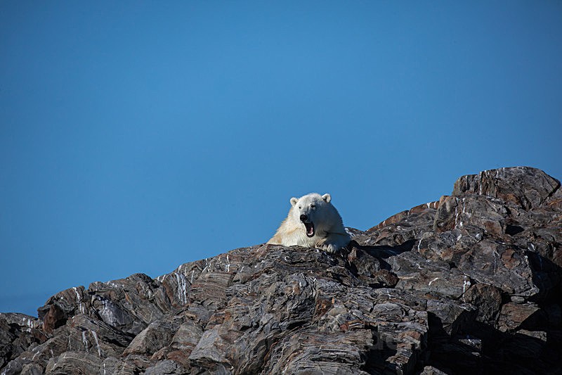 Polar bear  7826 - Trip with MS Expedition August 2016