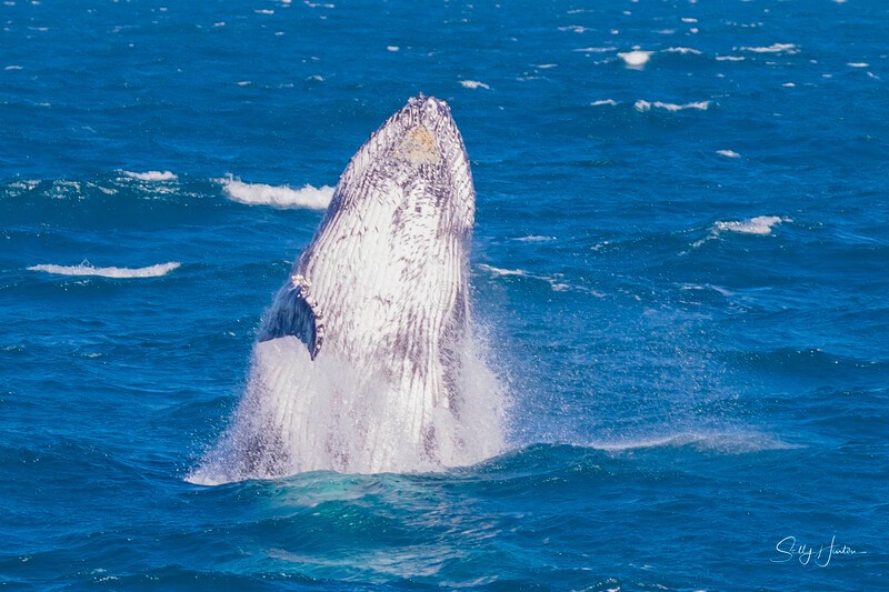 0A3A4382 - 2024 Hervey Bay Whales