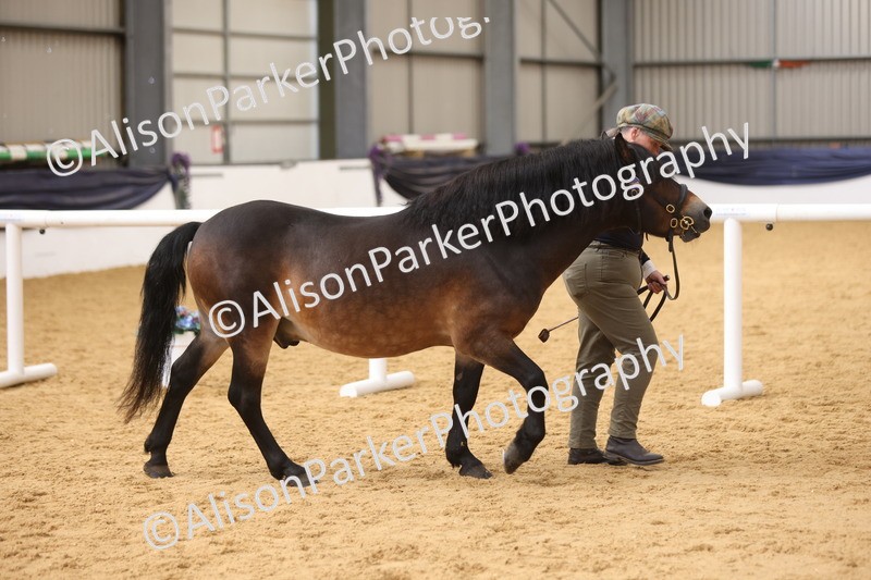 20260913-1746 - Class 117 - Stallion 4years and over