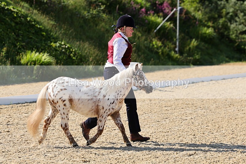1X9A0608 - Class 3: Youngstock 1, 2, 3 year old not to exceed 153cm