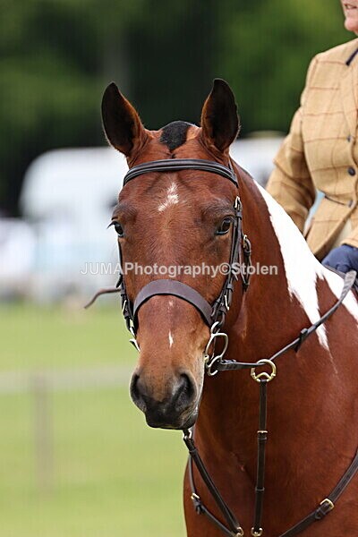 IMG_2814 - Working Hunter