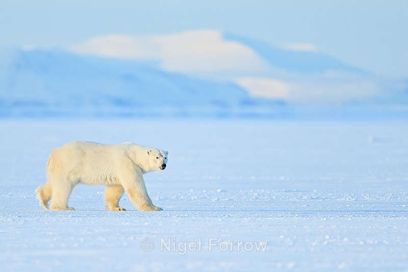 Male Polar Bear, frozen fjord, Svalbard, Norway - Polar Bear
