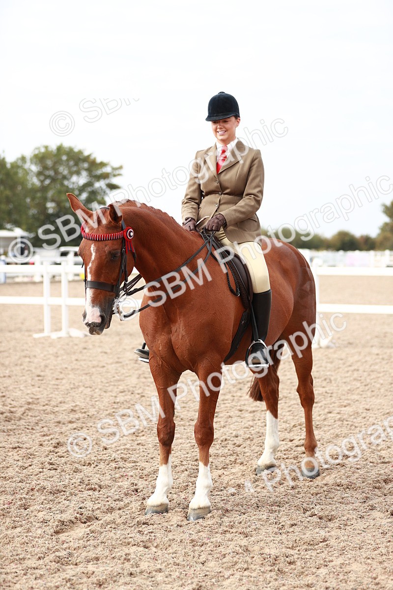 SBM_17565 - Class 215 Ridden Hack/ Riding Horse
