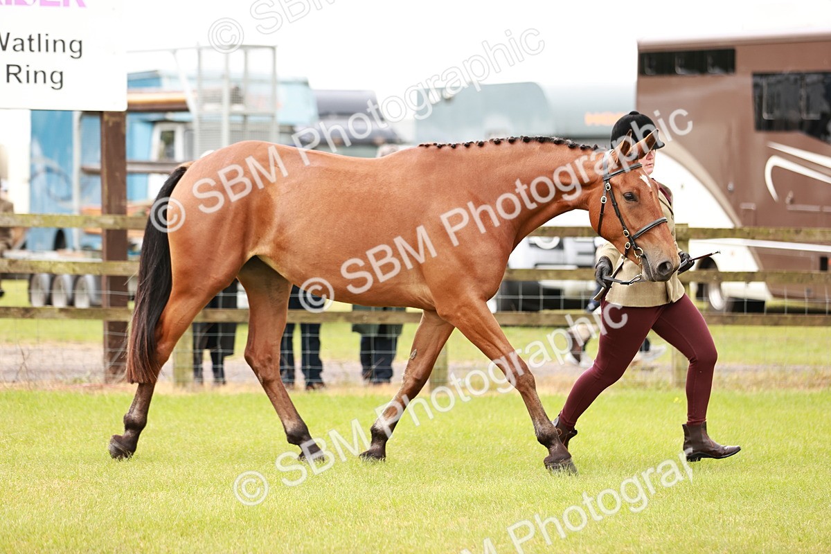 SBM_00761 - Class 26-30 Sport Horse In Hand