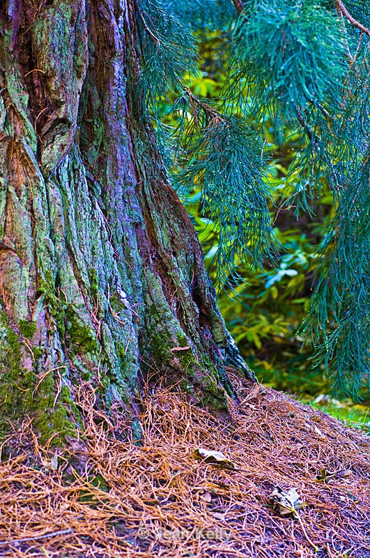 Tree - 9033 - Trees