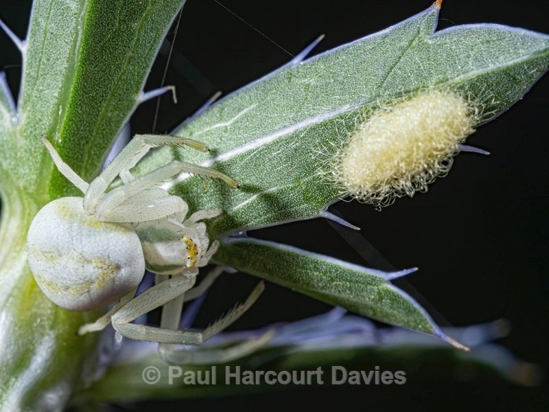 Crab spider (Misumena vatia) ♀︎ with its coccoon anchored to a leaf of Eryngium - Ten Metres from Home 1.  (2020)