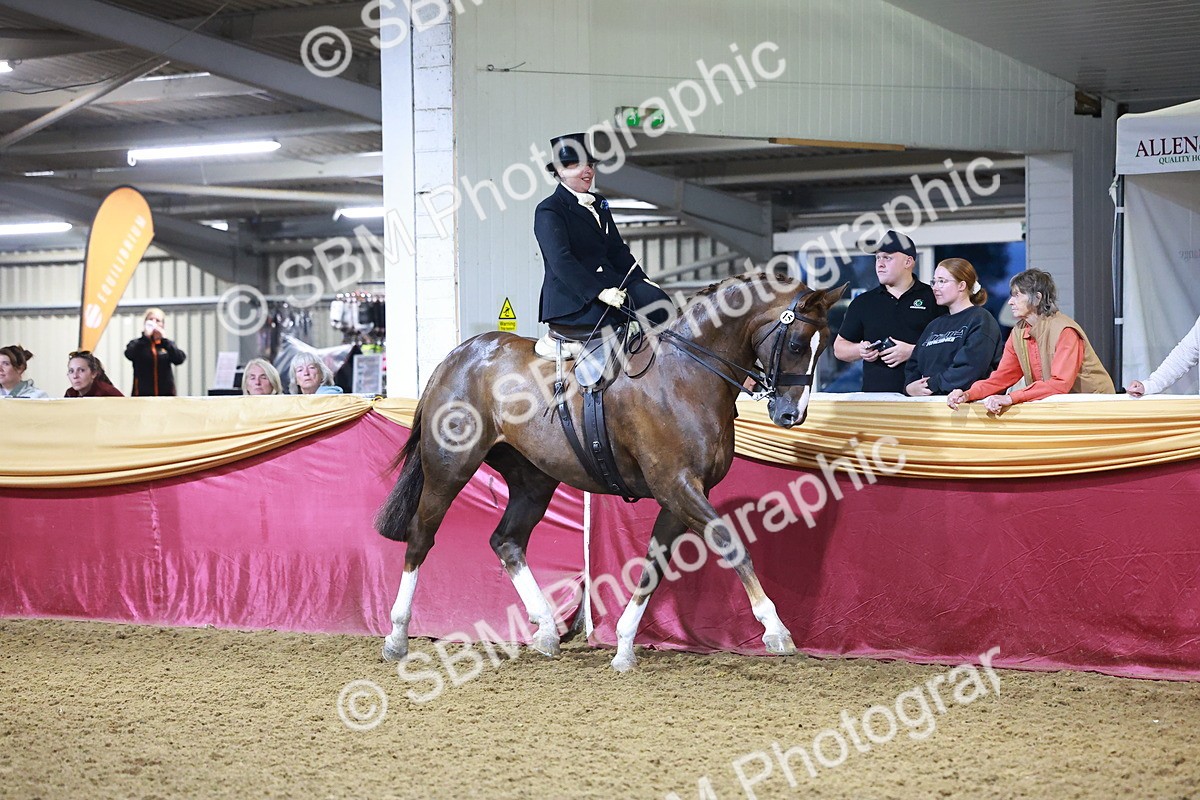 SBM_15021 - Class N - Side Saddle Champ