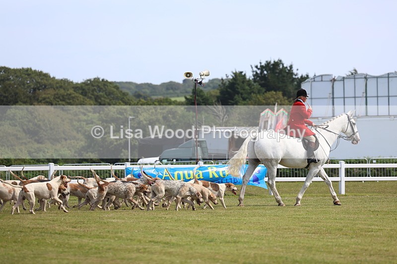 3E7A0143 - Parade of Hounds