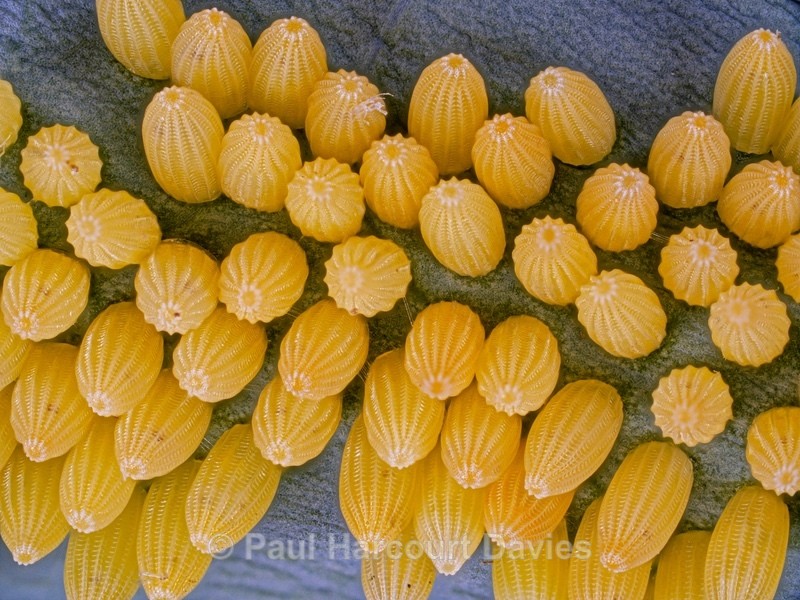 Butterfly eggs Large white (Pieris brassicae) at high magnification - Insects, Spiders and other Animals