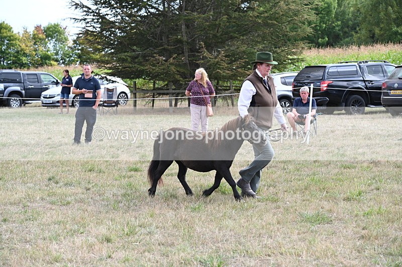 WJ6_6996 - Class 21 Shetland & Mini Horses