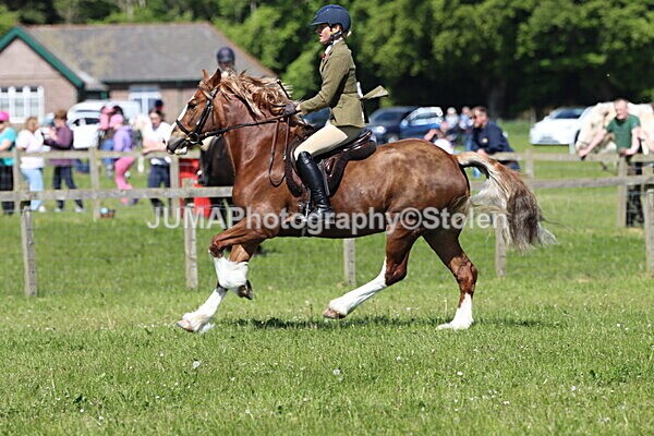 IMG_4344 - Working Hunter