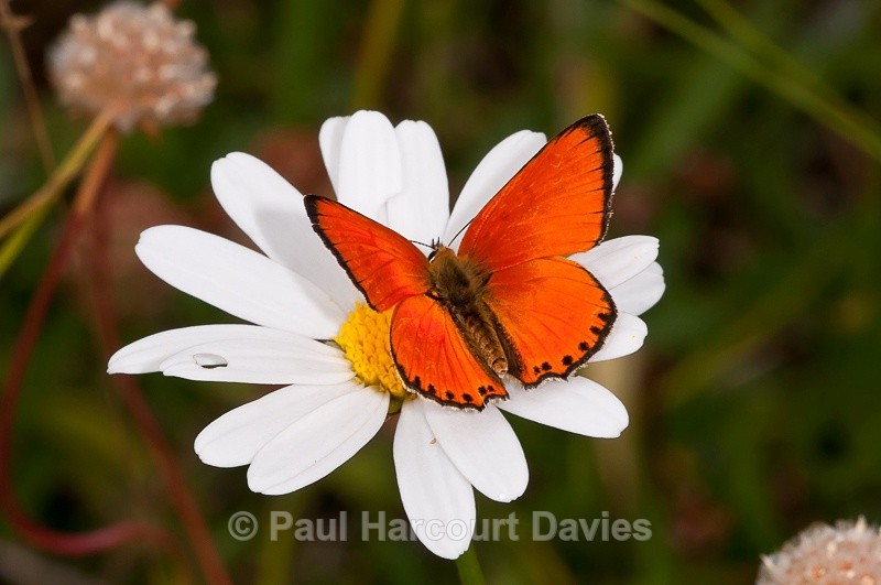  - Bugs: Butterflies