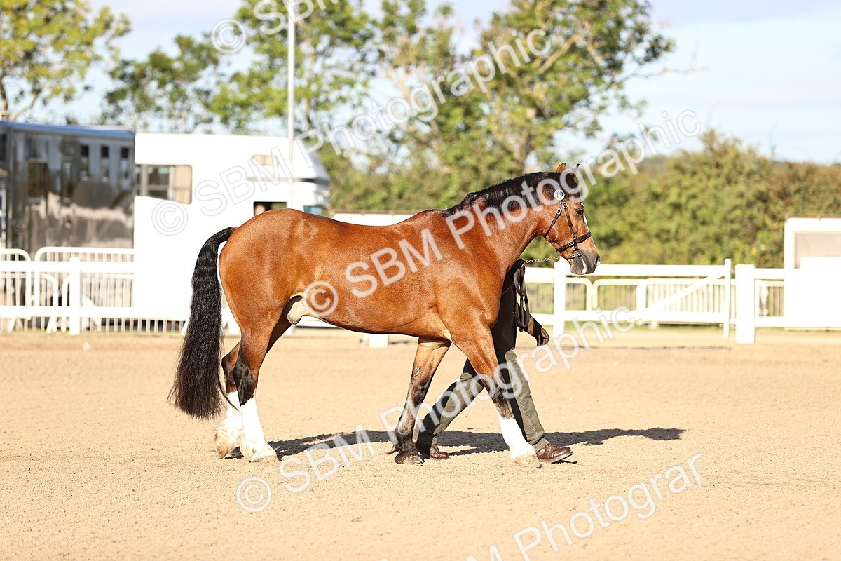 SBM_08302 - Class 401 - IH Veteran Horse