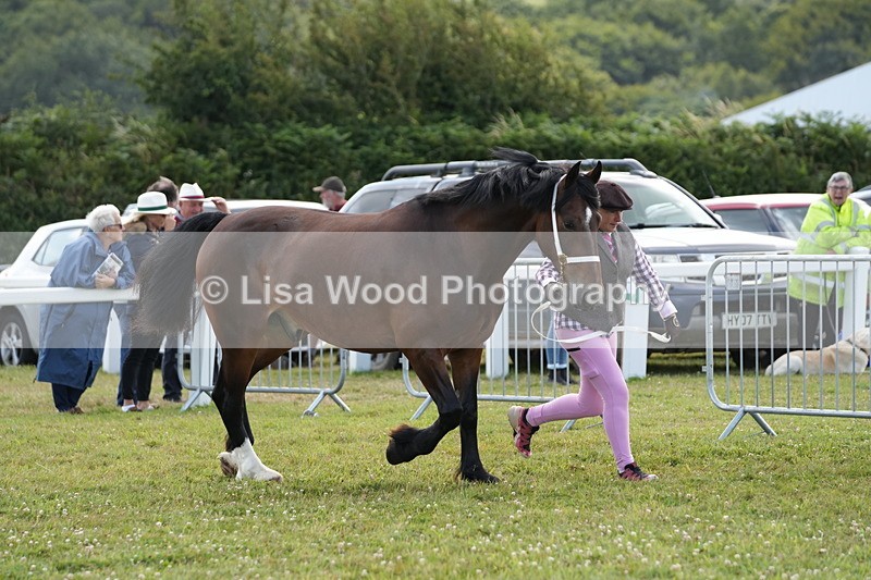 DSC05744 - Class 51: NPS M&M 4 years and over Large Breeds