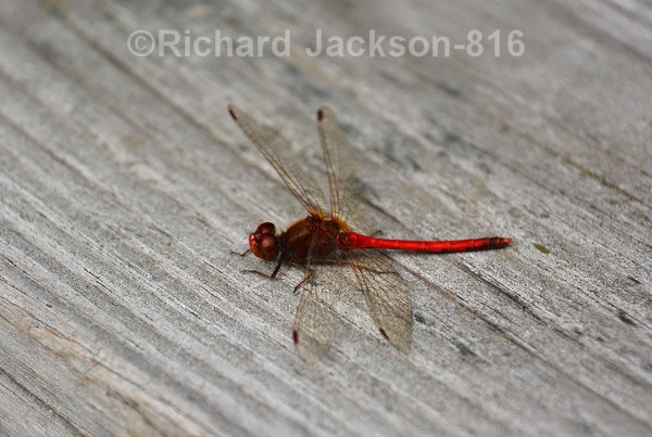 Red Dragon - Insects