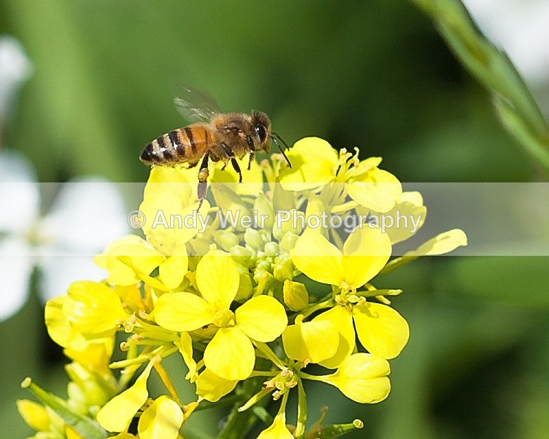 20110730-IMG_6180 - Insects