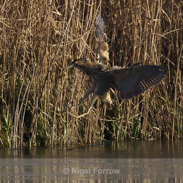 Bittern avoids the ice and lands in the reeds - Bittern