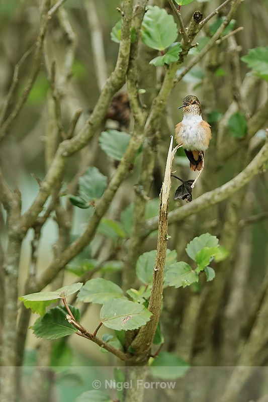 Scintillant Hummingbird (female) perched, Boquete, Panama - Scintillant Hummingbird