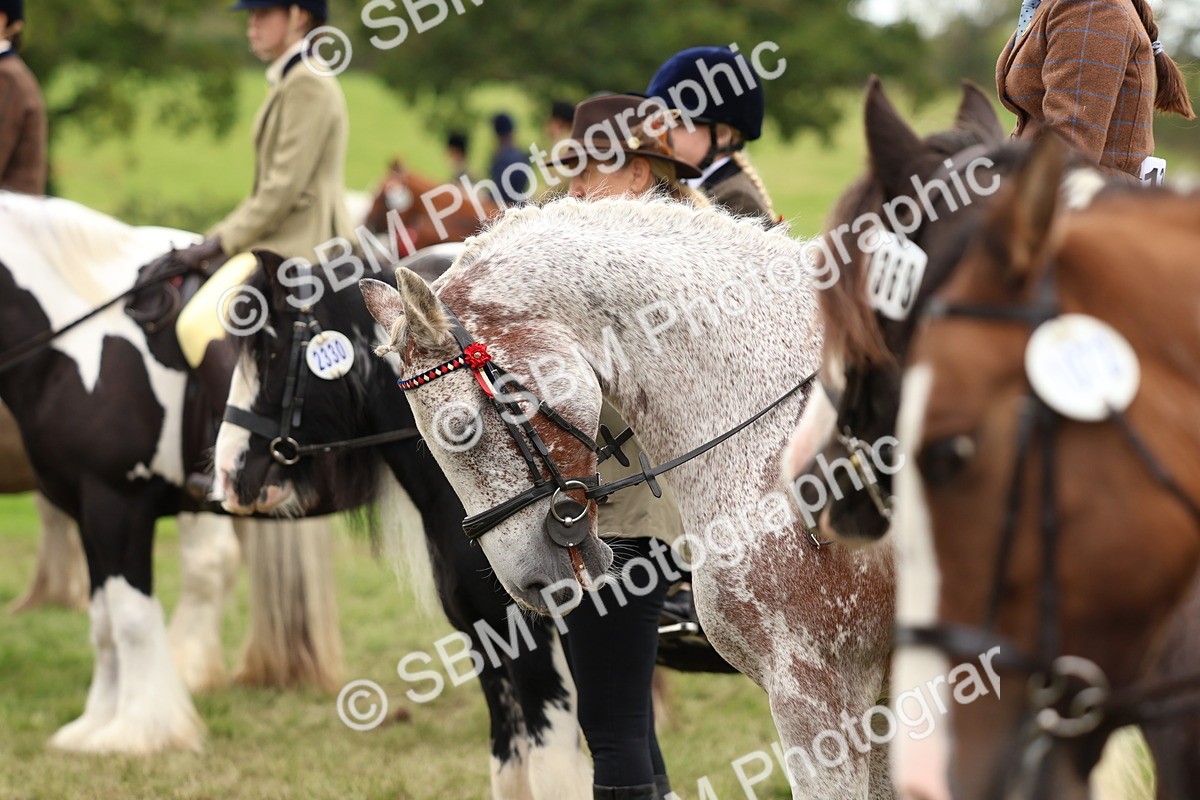 SBM_64518 - S58 - Coloured Pony Ridden