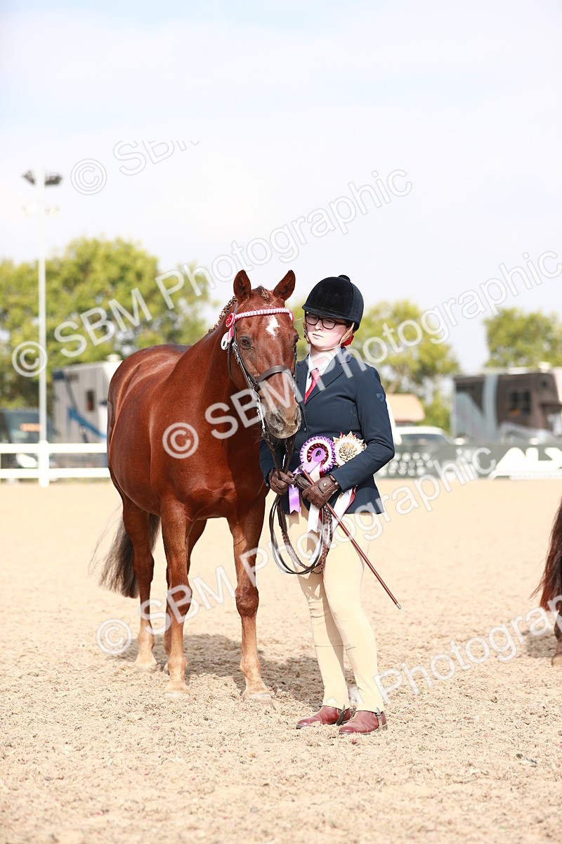 SBM_11140 - Class 205 IH Show Pony/ Show Hunter Pony