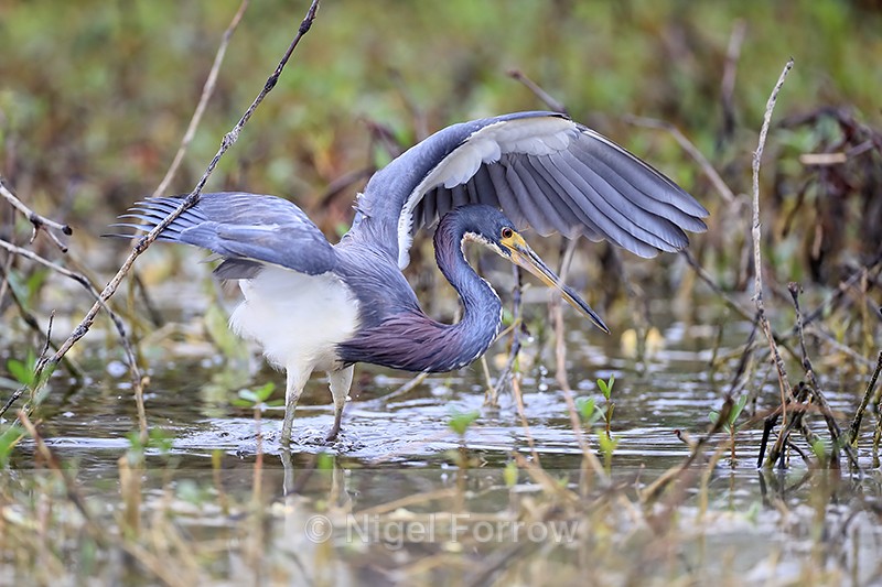 Tricolored Heron with raised wings, Harns Marsh, Florida - Tricolored Heron
