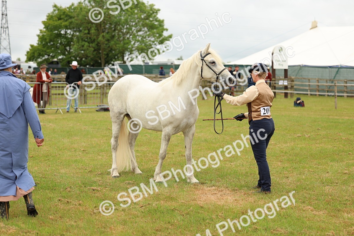 SBM_04220 - Class 64-67 - Shetland Pony In Hand
