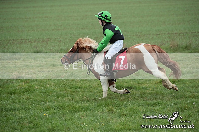 SHETPR 210425 232 - Shetland Ponies Paxford Races 21/04/25