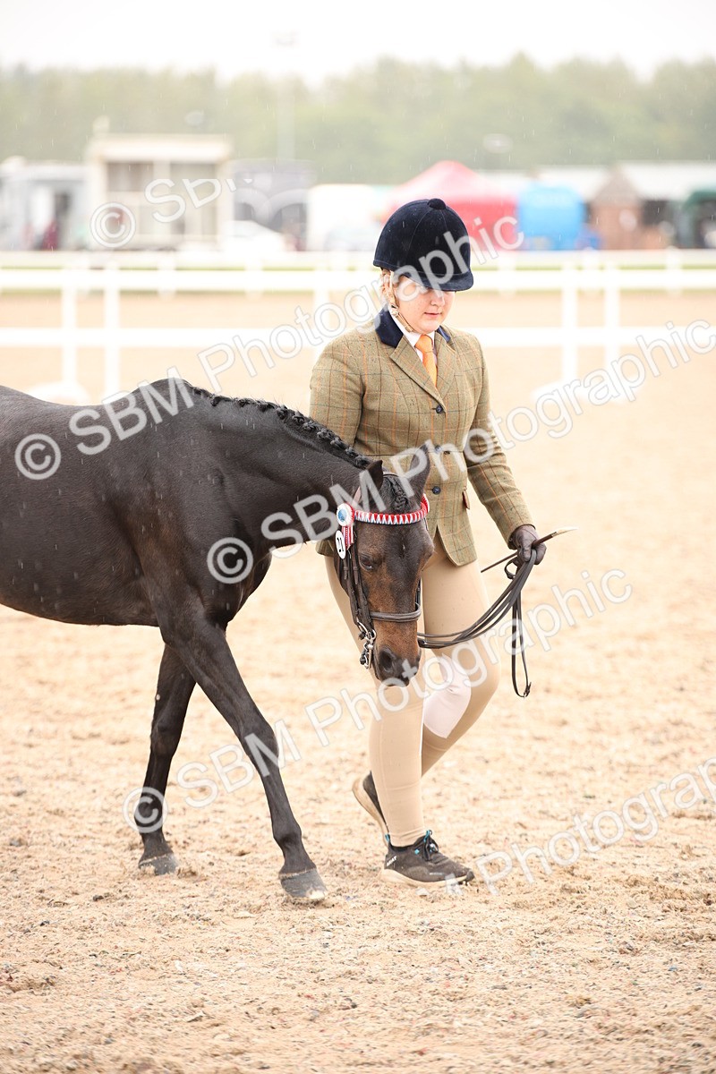 SBM_20115 - Class 702 - IH  Show Horse Pony