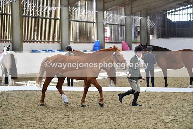 WJ5_4398 - Class 6 In hand M&M - Large Breeds