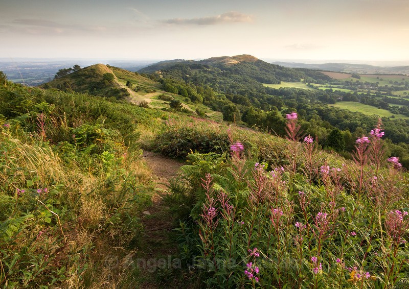 Late Summer Evening 2 - The Malvern Hills