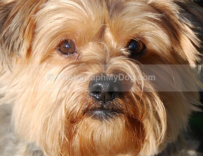  - Yorkshire Terriers