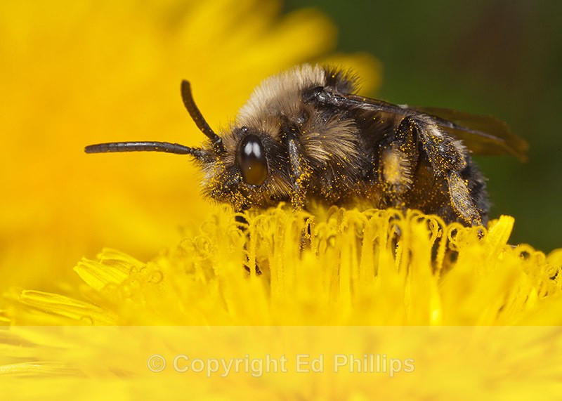 Melecta albifrons - Melecta albifrons