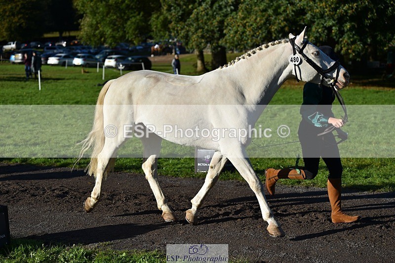 231022-095550-22120 - 480-REDPARK.SAMMEY-Eliza.Peters-TrotUp+SJ
