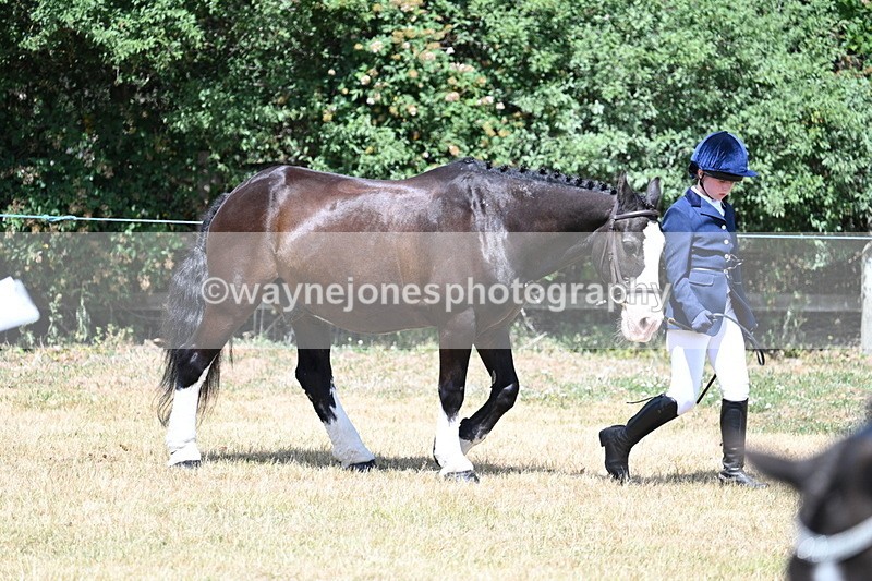 WJ7_2166 - Class 5 Most Handsome Gelding (up to 14.2hh) in hand