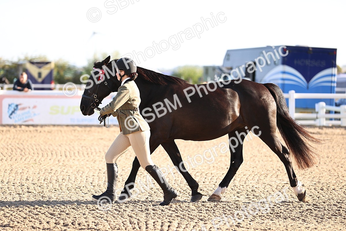 SBM_08366 - Class 401 - IH Veteran Horse