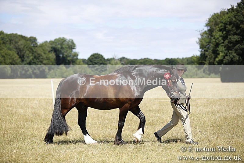 _C7A0092 - In Hand Championship BVRC Show 2018