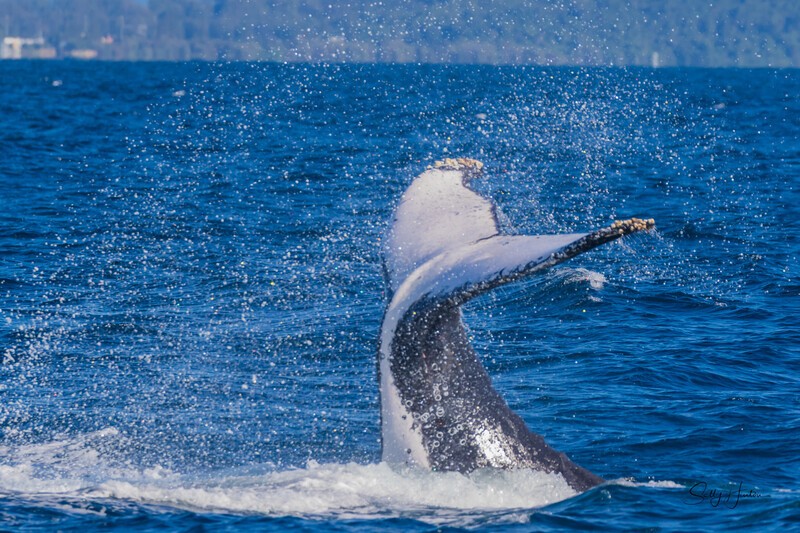 Tail Slap 2. 0A3A9035 - 2025 Whales