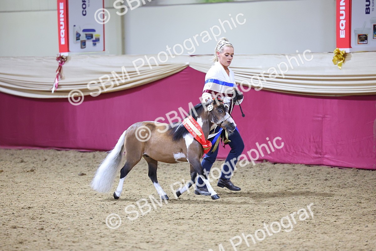 SBM_18711 - Class D IH Pony Champ