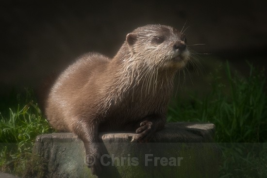 5 - Otters