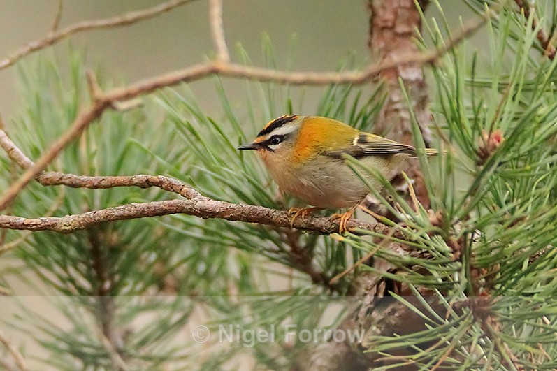 Firecrest perched in a pine tree on Brownsea Island - Firecrest