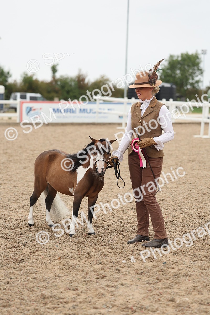 SBM_19447 - Class 317 - IH Pure Bred Horse-Pony