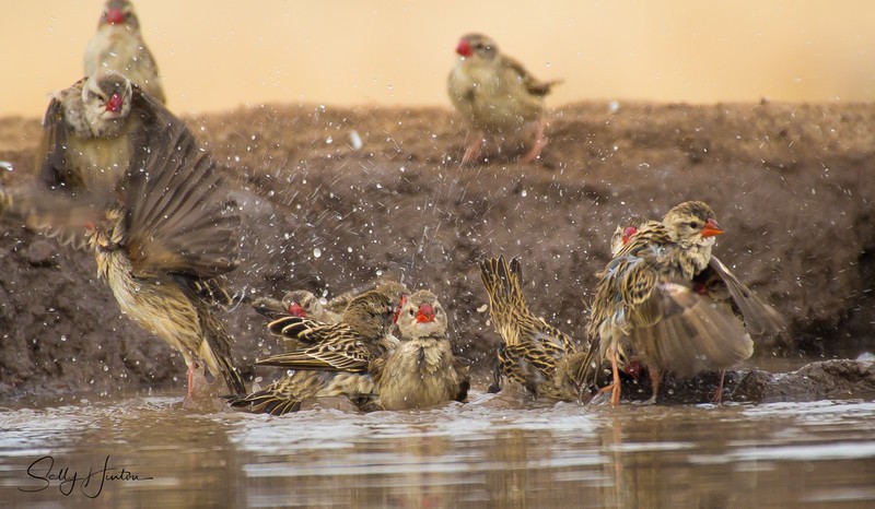 Red-billed Quelea Bathing