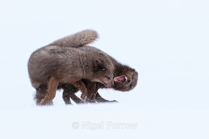 Female Arctic Foxes fighting, Hornstrandir, Iceland - Arctic Fox