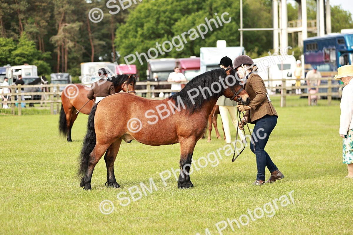 SBM_00513 - Class 14-23 - Mountain & Moorland In Hand Non Welsh