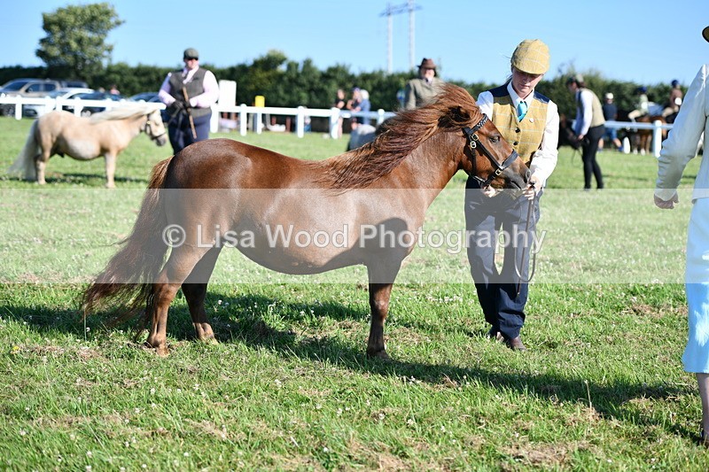 DSC_5682 - Class 49: NPS Shetland Youngstock